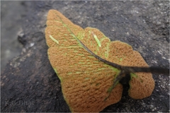 Mickelopteris cordata